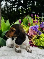 Gabe, a male Miniature Dachshund for sale in Ardmore, OK – Photo 3 of 10