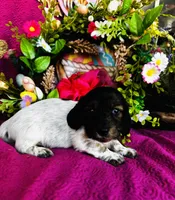 Gabe, a male Miniature Dachshund for sale in Ardmore, OK – Photo 5 of 10