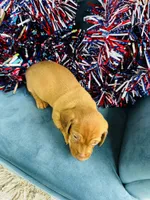 Maxx, a male Miniature Dachshund for sale in Ardmore, OK – 10 of 10