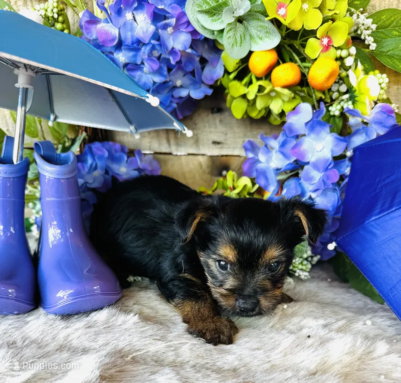 Froggy – Yorkshire Terrier puppy for sale in Ardmore, OK