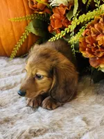 Boston (Longhair), a male Miniature Dachshund for sale in Ardmore, OK – 9 of 10