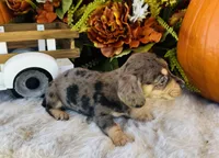 Jax (Longhair), a male Miniature Dachshund for sale in Ardmore, OK – 5 of 10