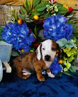 Oscar, a male Miniature Dachshund for sale in Ardmore, OK – Photo 5 of 8