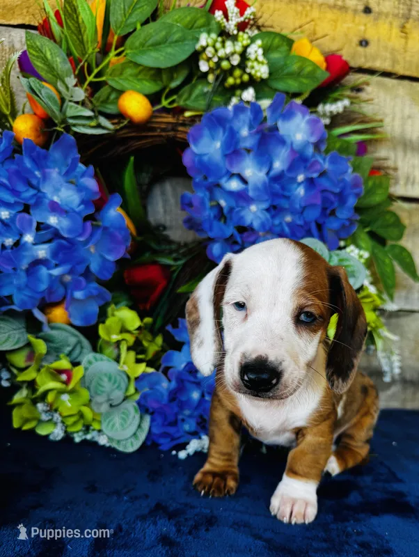 Oscar – Miniature Dachshund puppy for sale in Ardmore, OK