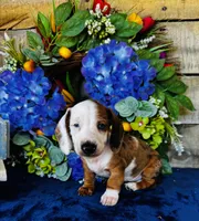 Oscar, a male Miniature Dachshund for sale in Ardmore, OK – Photo 2 of 8