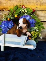 Oscar, a male Miniature Dachshund for sale in Ardmore, OK – Photo 8 of 8