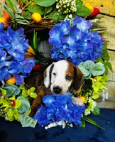 Oscar, a male Miniature Dachshund for sale in Ardmore, OK – Photo 7 of 8
