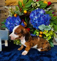 Oscar, a male Miniature Dachshund for sale in Ardmore, OK – Photo 4 of 8