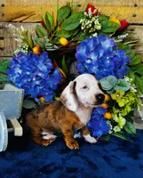 Oscar, a male Miniature Dachshund for sale in Ardmore, OK – Photo 6 of 8
