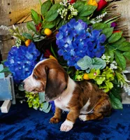 Oscar, a male Miniature Dachshund for sale in Ardmore, OK – Photo 3 of 8