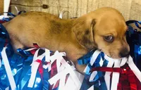Jack Daniels , a male Miniature Dachshund for sale in Ardmore, OK – 2 of 8