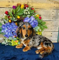Jim Beam (Longhair), a male Miniature Dachshund for sale in Ardmore, OK – 10 of 10