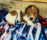 Jim Beam (Longhair), a male Miniature Dachshund for sale in Ardmore, OK – 3 of 10