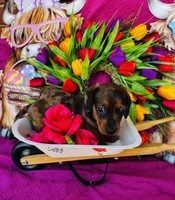 Cash, a male Miniature Dachshund for sale in Ardmore, OK – Photo 6 of 9