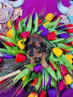 Cash, a male Miniature Dachshund for sale in Ardmore, OK – Photo 9 of 9