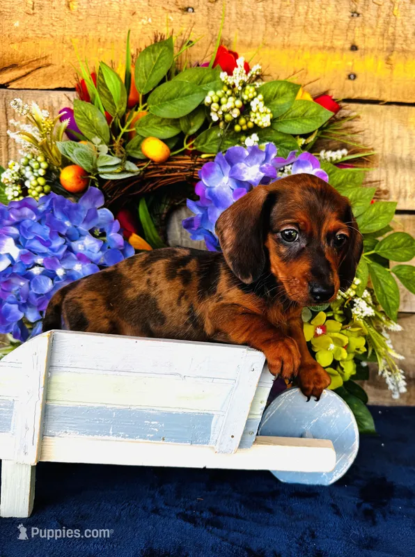Cash – Miniature Dachshund puppy for sale in Ardmore, OK