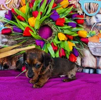 Cash, a male Miniature Dachshund for sale in Ardmore, OK – Photo 4 of 9