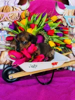 Cash, a male Miniature Dachshund for sale in Ardmore, OK – Photo 8 of 9