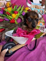 Cash, a male Miniature Dachshund for sale in Ardmore, OK – Photo 5 of 9