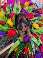 Cash, a male Miniature Dachshund for sale in Ardmore, OK – Photo 7 of 9