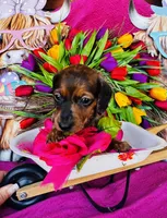 Cash, a male Miniature Dachshund for sale in Ardmore, OK – Photo 3 of 9