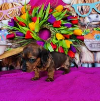 Cash, a male Miniature Dachshund for sale in Ardmore, OK – Photo 2 of 9