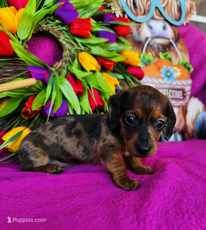 Cash – Miniature Dachshund puppy for sale in Ardmore, OK