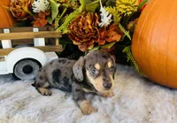 Jax (Longhair), a male Miniature Dachshund for sale in Ardmore, OK – 9 of 10