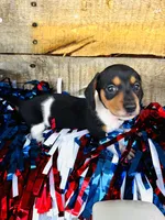Bourbon (Longhair) , a male Miniature Dachshund for sale in Ardmore, OK – 4 of 10
