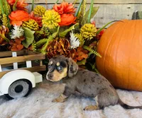 Stella, a female Miniature Dachshund for sale in Ardmore, OK – 9 of 10