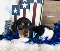 Brandy, a female Miniature Dachshund for sale in Ardmore, OK – 4 of 10