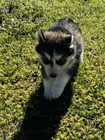 Braxton, a male Siberian Husky for sale in Ardmore, OK – Photo 3 of 10