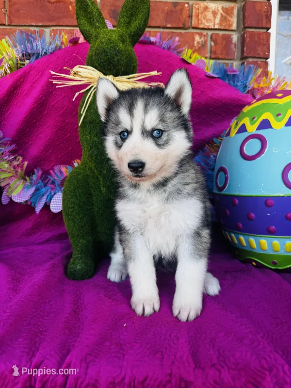 Braxton – Siberian Husky puppy for sale in Ardmore, OK