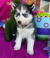 Braxton, a male Siberian Husky for sale in Ardmore, OK – Photo 6 of 10