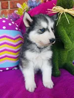 Braxton, a male Siberian Husky for sale in Ardmore, OK – Photo 7 of 10
