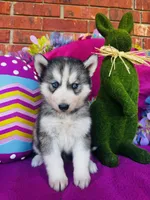 Braxton, a male Siberian Husky for sale in Ardmore, OK – Photo 5 of 10