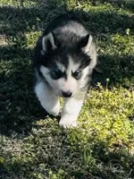 Braxton, a male Siberian Husky for sale in Ardmore, OK – Photo 2 of 10