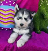 Braxton, a male Siberian Husky for sale in Ardmore, OK – Photo 4 of 10