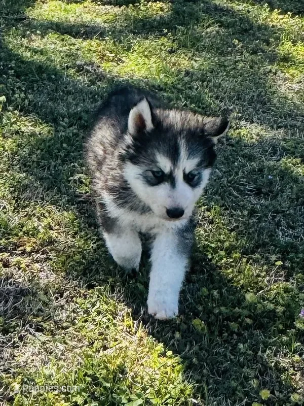 Braxton – Siberian Husky puppy for sale in Ardmore, OK