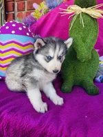 Braxton, a male Siberian Husky for sale in Ardmore, OK – Photo 10 of 10