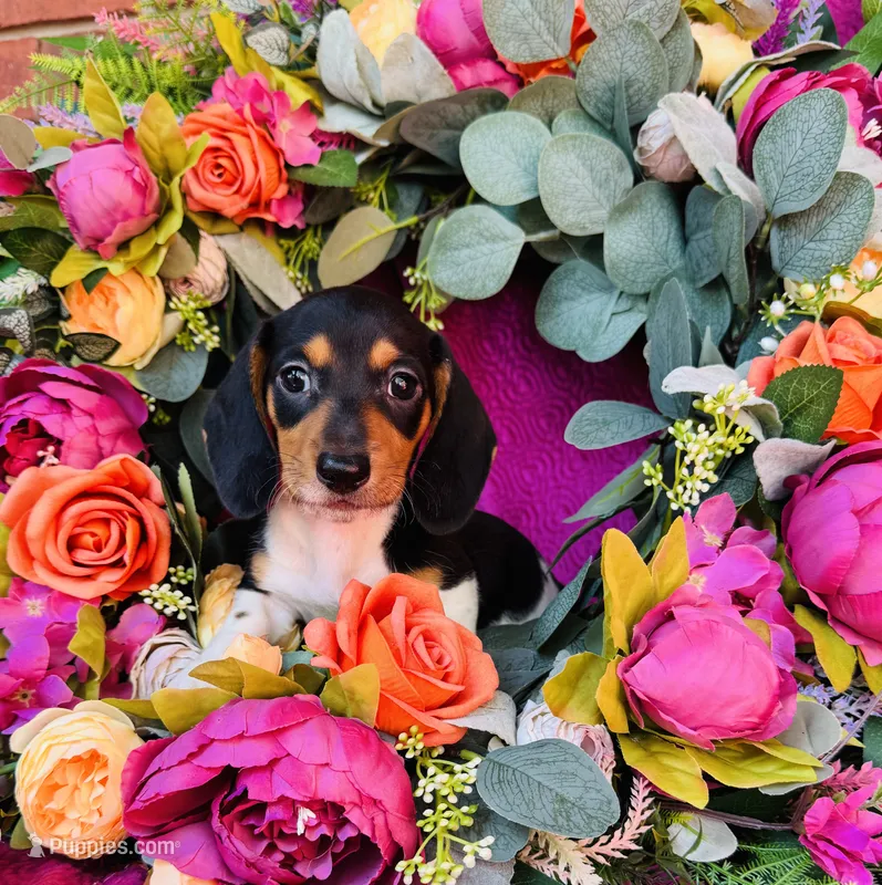 Brandy – Miniature Dachshund puppy for sale in Ardmore, OK