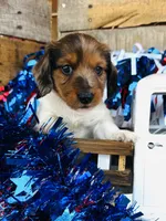Bourbon (Longhair) , a male Miniature Dachshund for sale in Ardmore, OK – 3 of 10