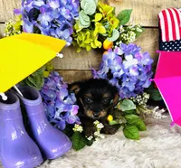 Cami, a female Yorkshire Terrier for sale in Ardmore, OK – 5 of 10