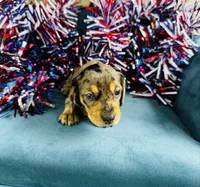 Harley, a male Miniature Dachshund for sale in Ardmore, OK – 10 of 10