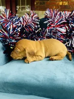 Maxx, a male Miniature Dachshund for sale in Ardmore, OK – 5 of 10