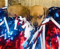 Jack Daniels , a male Miniature Dachshund for sale in Ardmore, OK – 6 of 8
