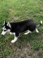 Ravia, a female Siberian Husky for sale in Ardmore, OK – 6 of 10