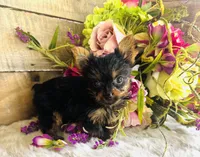 Roxie, a female Yorkshire Terrier for sale in Ardmore, OK – 5 of 10