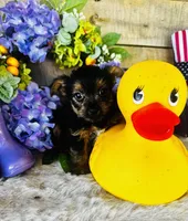 Lance , a male Yorkshire Terrier for sale in Ardmore, OK – 3 of 10