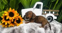 Marilyn Monroe, a female Miniature Dachshund for sale in Ardmore, OK – 5 of 8